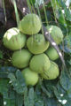 Coconuts