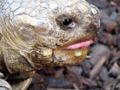 African Spurred Tortoise (Geochelone Sulcata) Binomial name: Geochelone Sulcata