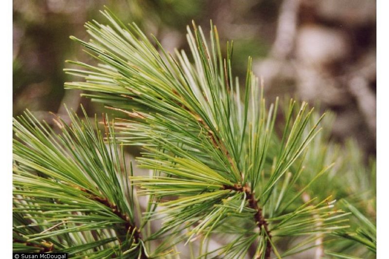 File:Western white pine neddles.jpg