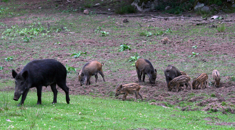 File:Wildboarfamily.jpg