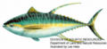 Yellowfin tuna (T. albacares)