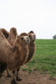Bactrian camels in their field at Noah's Ark Zoo Farm