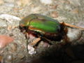 Green June beetle (Cotinis mutabilis) Family: Scarabaeidae