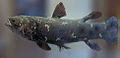 Coelacanth (Latimeria chalumnae) Order: Coelacanthiformes