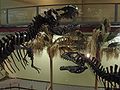 More dinosaurs.