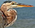 Great Blue Heron Howard Park, in Tarpon Springs, Florida.