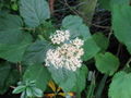 Nettle-leaved hydrangea (H. Hirta)