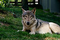 Hokkaido Wolf (C. l. hattai)