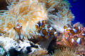 Many clownfish