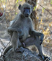 Chacma Baboon (Papio Ursinus)