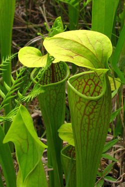 PitcherplantSarraceniaoreophila.jpg