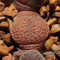 Living stones (L. verruculosa)