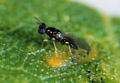 Chalcid Wasp Family: Chalcidoidea