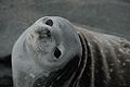 Crabeater Seal (O. Rossii) Genus: Ommatophoca