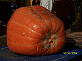 Pumpkin (C. Mixta) Species: Cucurbita mixta