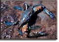 Blue crab (Callinectes sapidus) Family: Portunidae