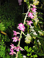 Royal Helleborine (Epipactis atrorubens)