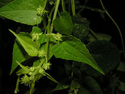 Mikania micrantha 04.jpg