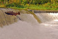 salmon run takes place on the Humber River in the City of Toronto.