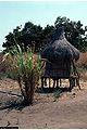Sugarcane (Saccharum officinarum)