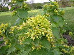 Scrophularia vernalis.jpg
