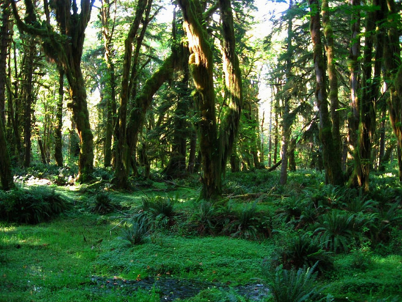 File:Washingtonstateforrest.jpg