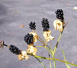 Blackberrylily.jpg