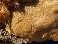 Thumbnail for version as of 03:30, 22 October 2008