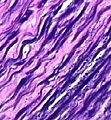 Thumbnail for version as of 06:41, 20 January 2009