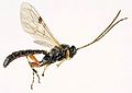 Ichneumon wasp (Itoplectis)