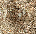 Thumbnail for version as of 07:08, 29 January 2012