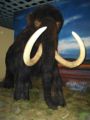 woolly mammoth (Mammuthus primigenius)