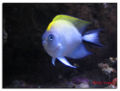 Genicanthus melanospilus