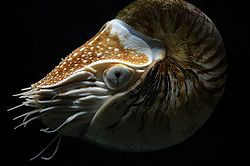 Nautilus pompilius.jpg