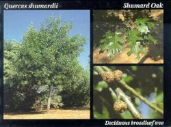 Shumard Oak.JPG