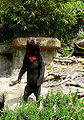 Sun bear ( H. malayanus ) Order: Carnivora Family: Ursatatay