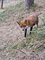 Red fox (V. vulpes)