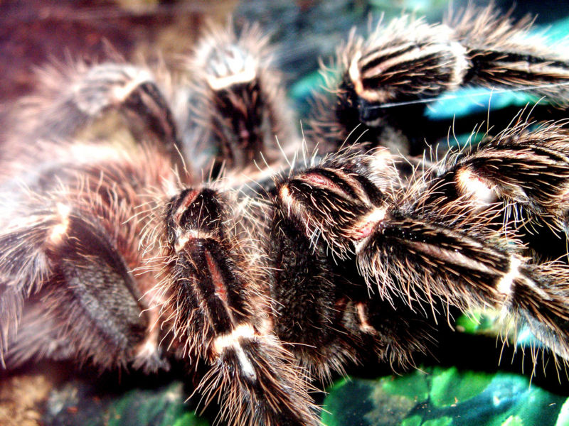 File:Tarantula3.jpg