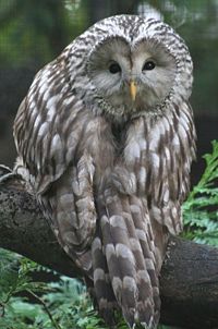 Ural owl.jpg