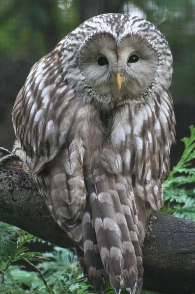 File:Ural owl.jpg