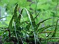 Walking fern (Asplenium Rhizophyllum) Family:Aspleniaceae