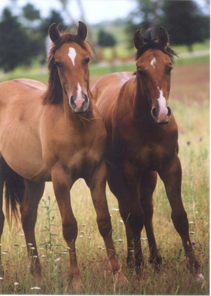 File:Yearlings.jpg