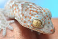 Thumbnail for version as of 16:01, 1 December 2006