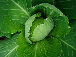 A Cabbage.jpg