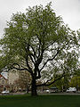 Thumbnail for version as of 05:22, 22 April 2009