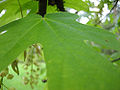 Bigleaf Maple (Acer macrophyllum)