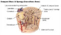 Thumbnail for version as of 06:20, 7 June 2007