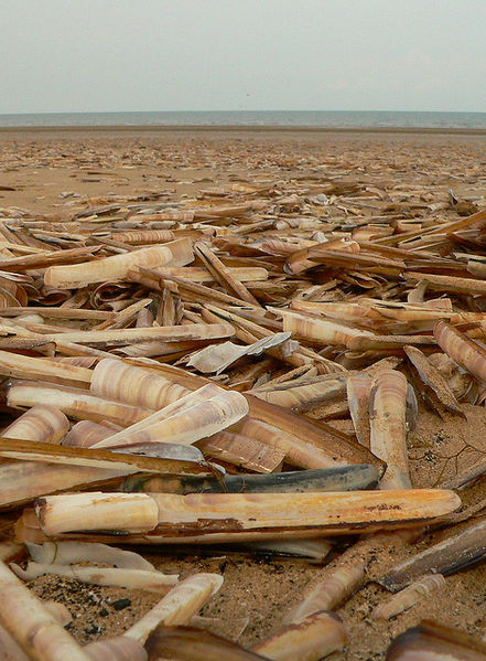File:Ensis arcuatus.jpg