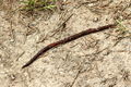 Common-name: Red Earthworm (Lumbricus rubellus) Family: Lumbricidae