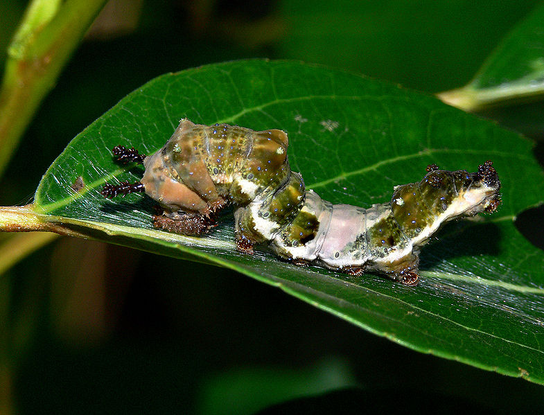 File:Viceroy Butterfly Caterpillar.jpg